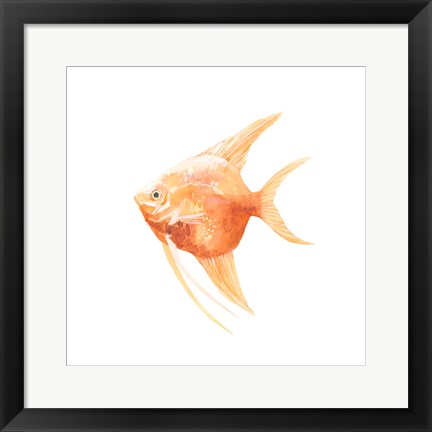 Framed Discus Fish III Print