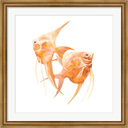 Framed Discus Fish IV Print