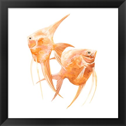 Framed Discus Fish IV Print