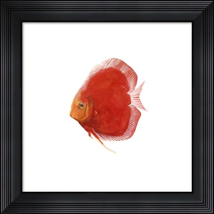 Framed Discus Fish V Print