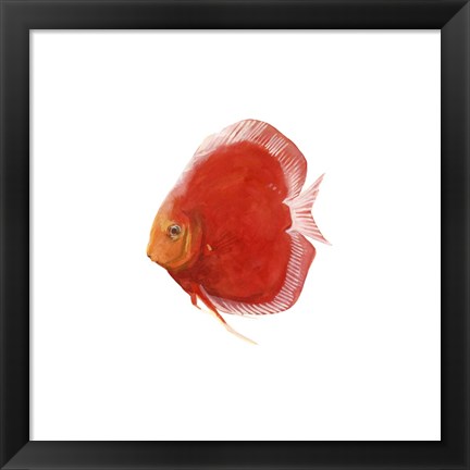 Framed Discus Fish V Print