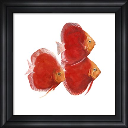 Framed Discus Fish VI Print