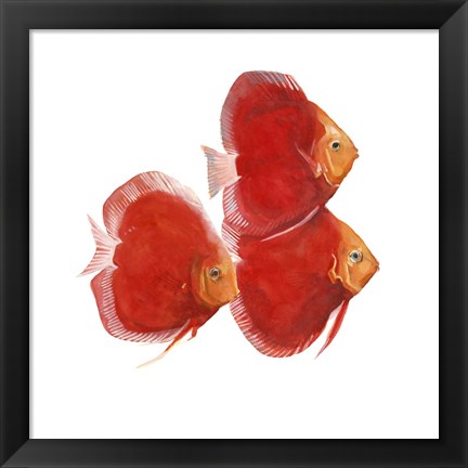 Framed Discus Fish VI Print