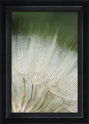 Framed Macro Dandilion I Print