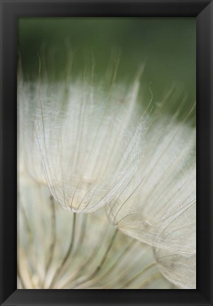 Framed Macro Dandilion I Print