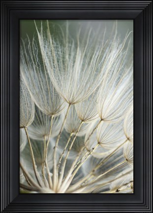 Framed Macro Dandilion II Print