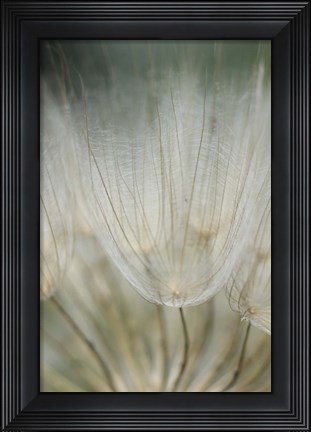 Framed Macro Dandilion III Print
