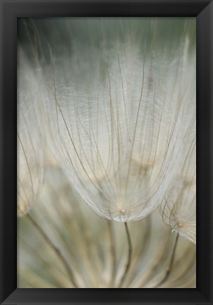 Framed Macro Dandilion III Print