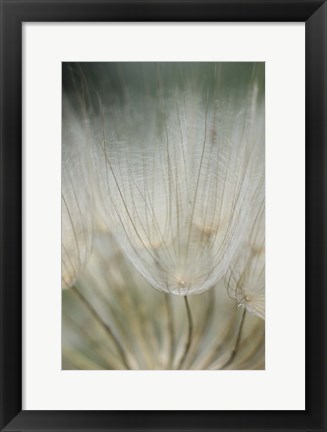 Framed Macro Dandilion III Print