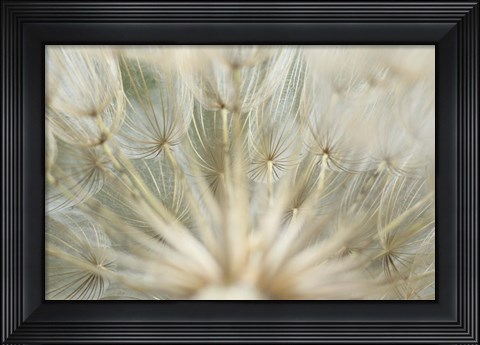 Framed Macro Dandilion IV Print