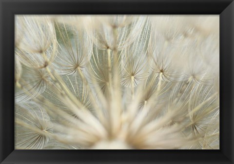 Framed Macro Dandilion IV Print