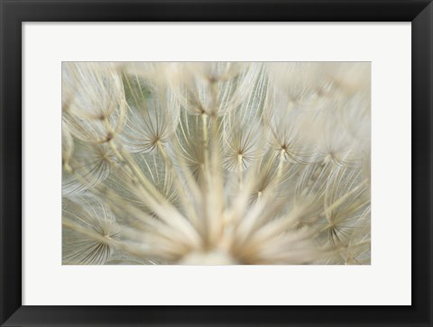 Framed Macro Dandilion IV Print