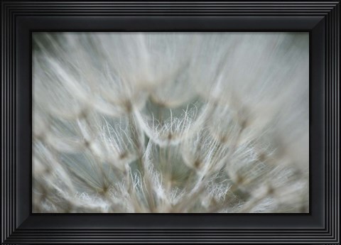 Framed Macro Dandilion V Print