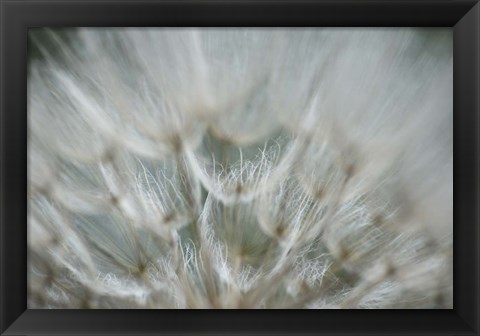 Framed Macro Dandilion V Print