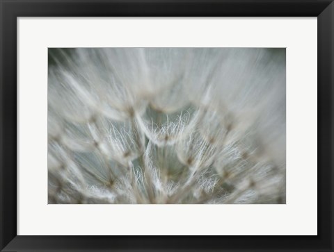 Framed Macro Dandilion V Print