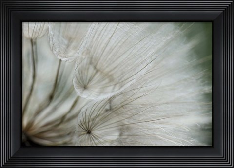 Framed Macro Dandilion VI Print