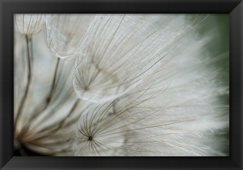 Framed Macro Dandilion VI Print