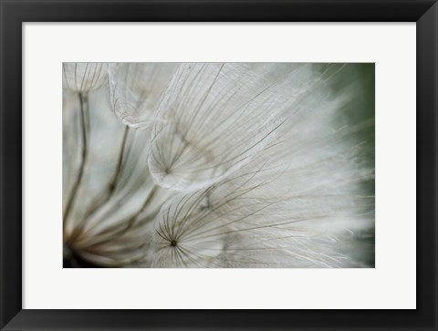 Framed Macro Dandilion VI Print