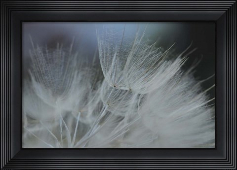 Framed Macro Dandilion VII Print