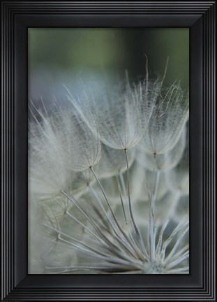 Framed Macro Dandilion VIII Print