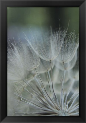 Framed Macro Dandilion VIII Print