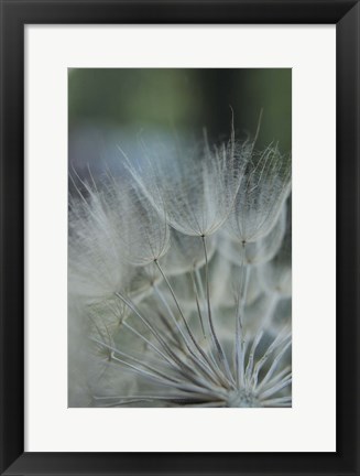 Framed Macro Dandilion VIII Print