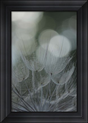 Framed Macro Dandilion IX Print