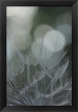 Framed Macro Dandilion IX Print