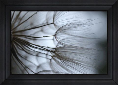 Framed Macro Dandilion X Print