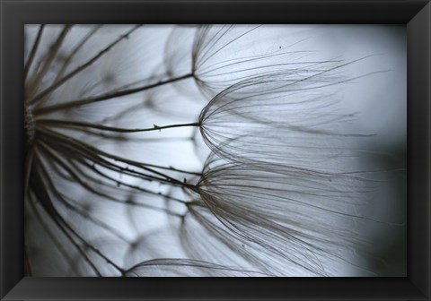 Framed Macro Dandilion X Print