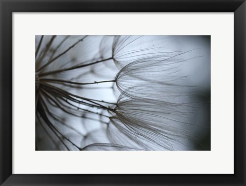 Framed Macro Dandilion X Print