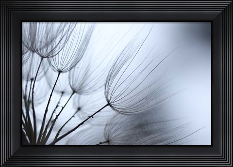 Framed Macro Dandilion XI Print