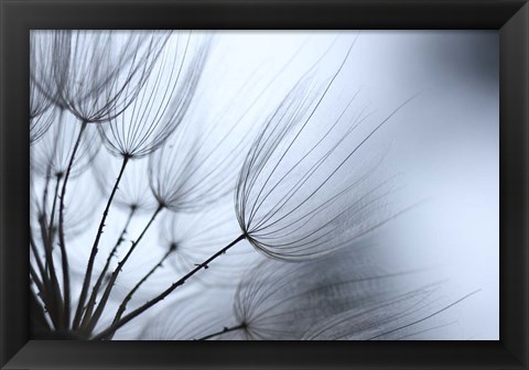 Framed Macro Dandilion XI Print