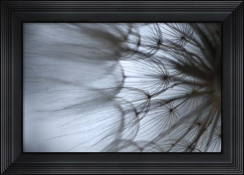 Framed Macro Dandilion XII Print