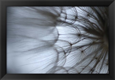 Framed Macro Dandilion XII Print