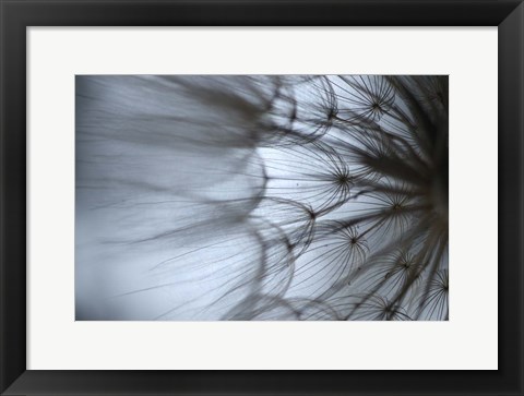 Framed Macro Dandilion XII Print