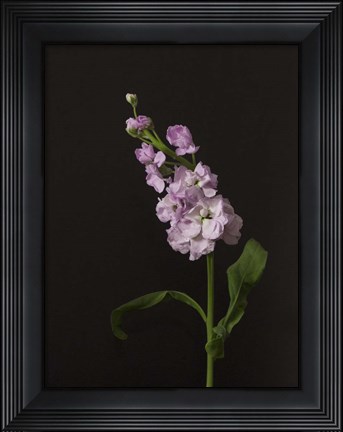 Framed Dark &amp; Dreamy II Print