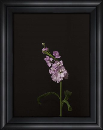 Framed Dark &amp; Dreamy III Print