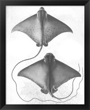 Framed Grey-Scale Stingrays I Print