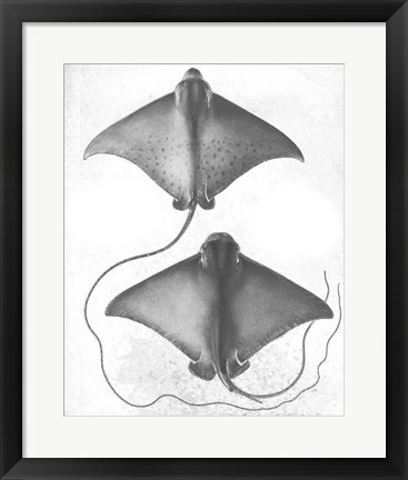 Framed Grey-Scale Stingrays I Print