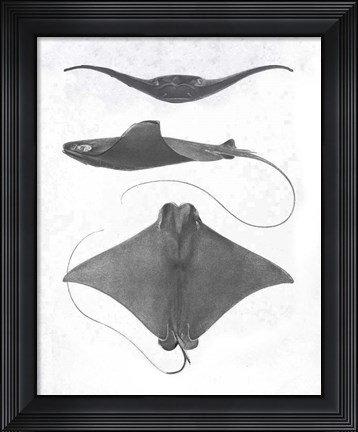 Framed Grey-Scale Stingrays II Print