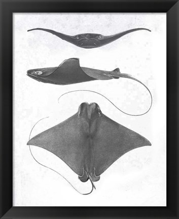 Framed Grey-Scale Stingrays II Print