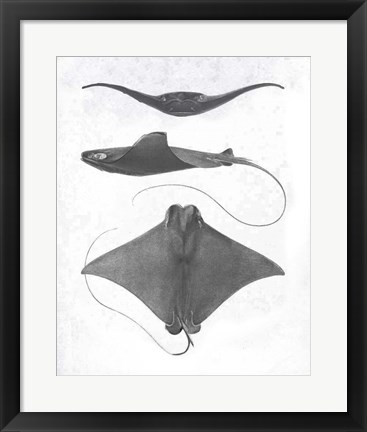 Framed Grey-Scale Stingrays II Print