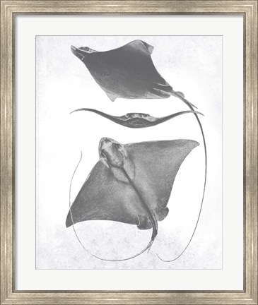 Framed Grey-Scale Stingrays III Print