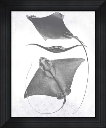 Framed Grey-Scale Stingrays III Print