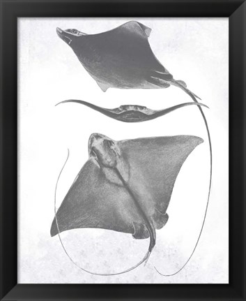 Framed Grey-Scale Stingrays III Print