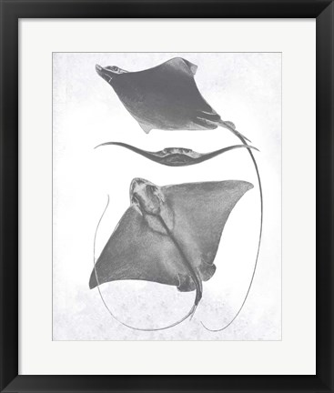 Framed Grey-Scale Stingrays III Print