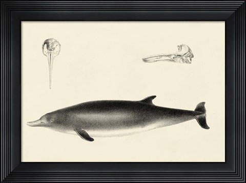 Framed Antique Dolphin Study I Print
