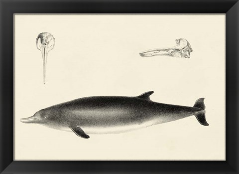 Framed Antique Dolphin Study I Print