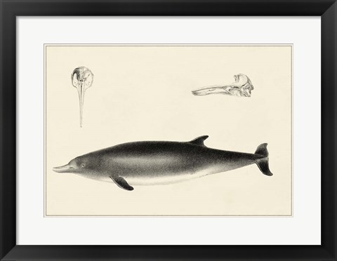 Framed Antique Dolphin Study I Print